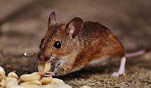 24 Hour & Emergency Exterminators in Worleytown, PA